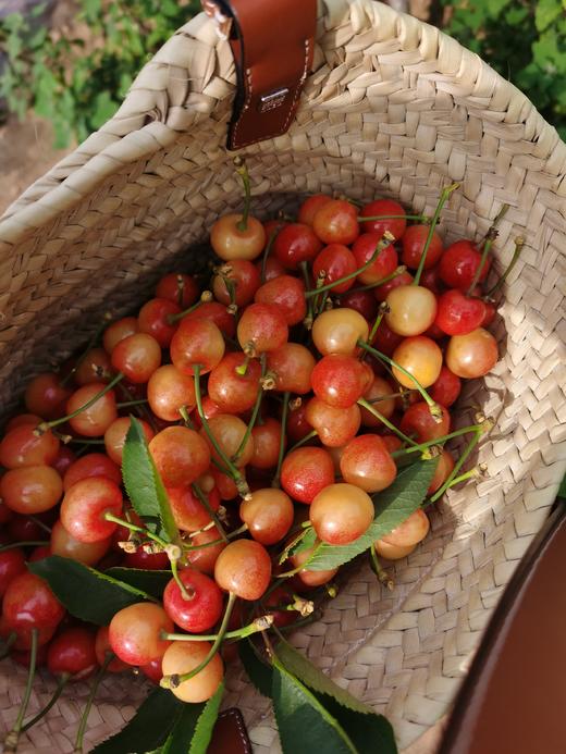 生态樱桃 酸甜可口风味十足 通过283项农残检测 多品种 顺丰包邮|百里食 商品图12
