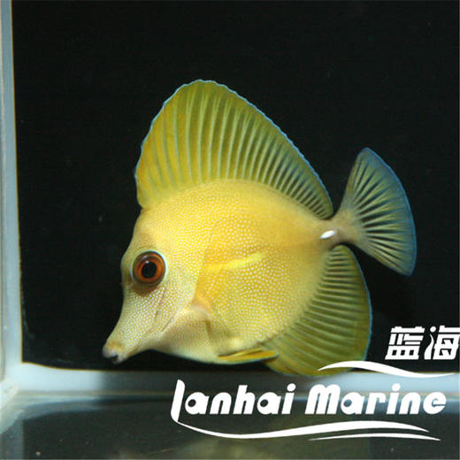 黄丹吊 商品图2