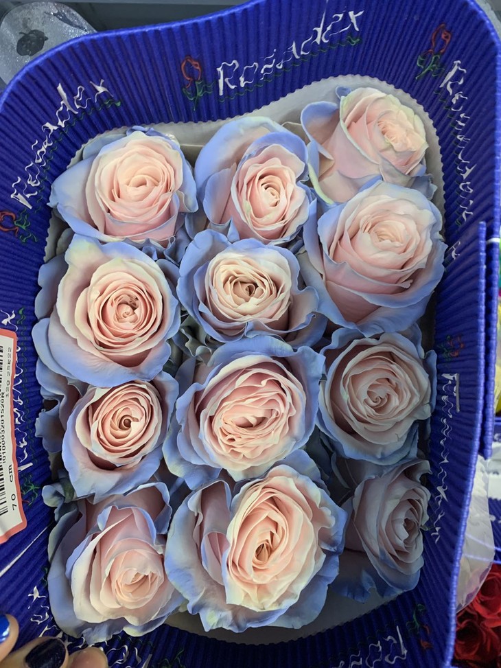 新鲜进口厄瓜多尔玫瑰伊莎贝拉初夏910枝全国京东顺丰包邮