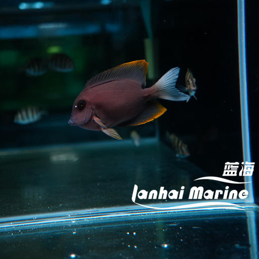 火箭吊 商品图2