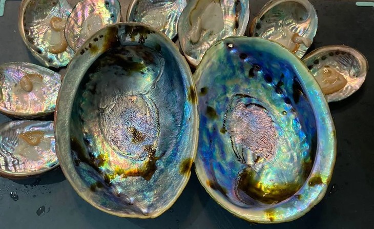 鲍鱼中的"黑金钻"帝王|新西兰国宝黑金鲍