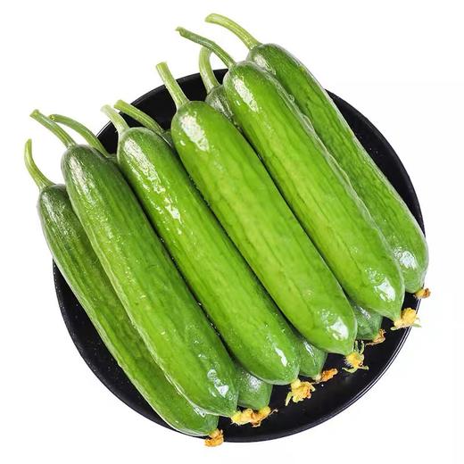 小乳瓜  水果黄瓜  皮薄肉厚  汁水足  唯清香 商品图0