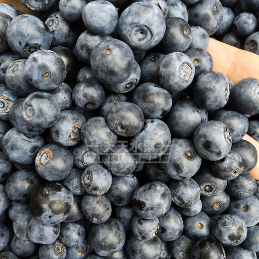 玉溪灿烂蓝莓 甜蜜大果