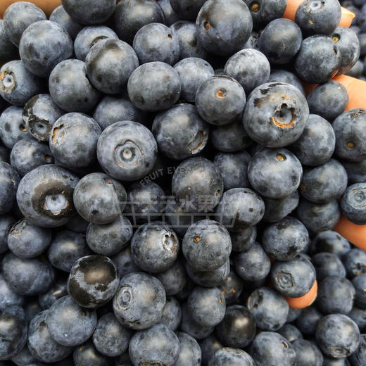 玉溪灿烂蓝莓 甜蜜大果