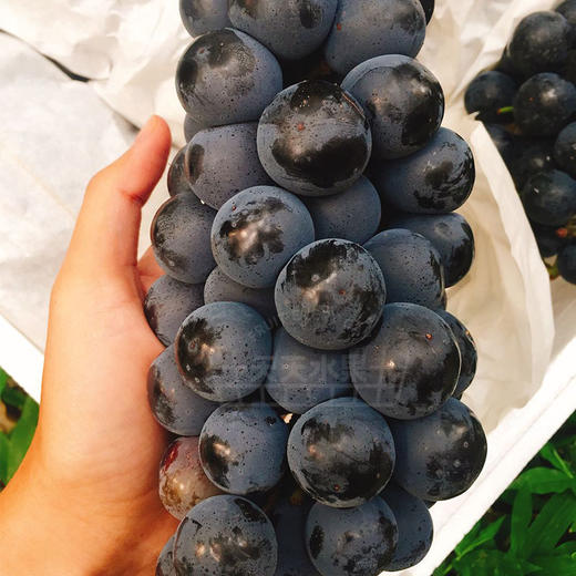 黑加仑 秋黑葡萄   好甜 商品图9