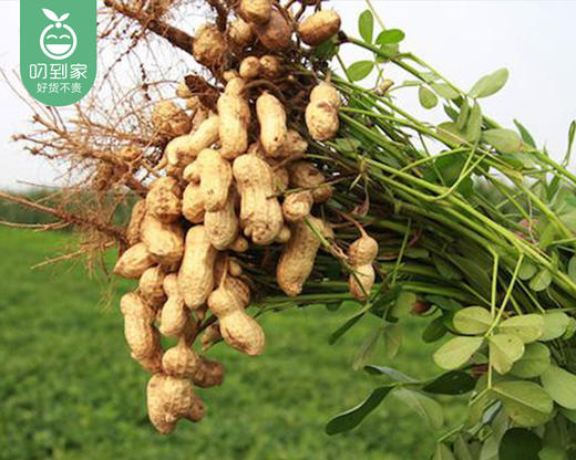 姥家莱龙岩紫衣花生-水煮白晒（1kg±20g/包）生产日期: 11月 商品图4