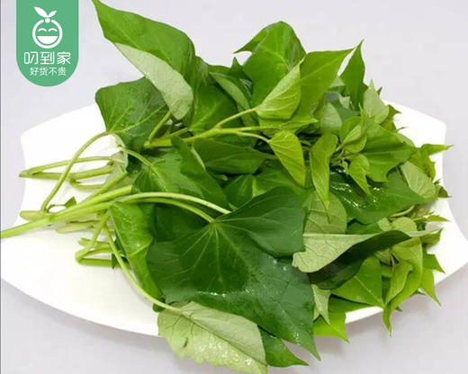 同安本地新鲜地瓜叶/1份（约300g） 商品图2