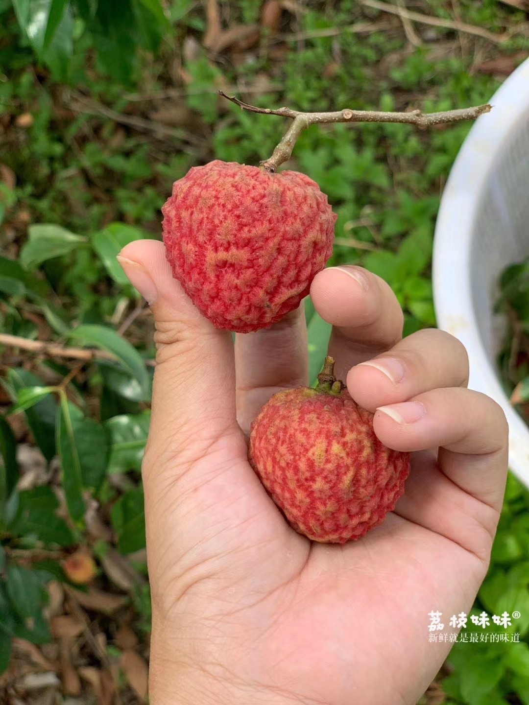 独家仙香糯荔枝(二代糯米荔枝)全国可发