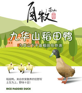 九华山乡村田间放养稻田鸭仔鸭