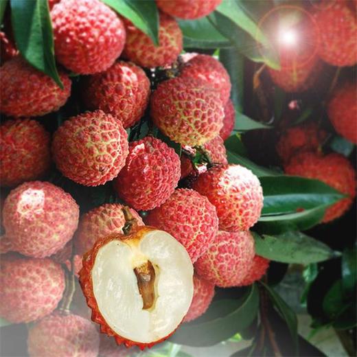 广东从化桂味荔枝广东省内包邮35kg55kg装现摘现发