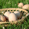 九华山散养富硒土鸡蛋 商品缩略图1