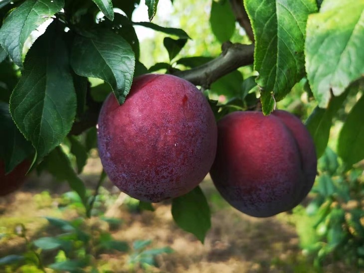 豆香果红李子带箱52斤