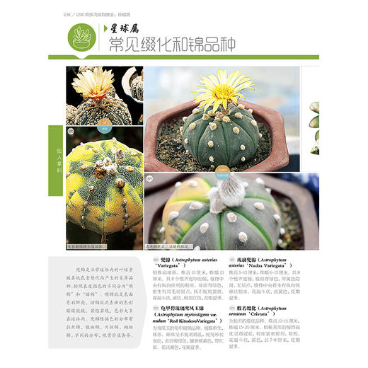 1200种多肉植物图鉴：珍藏版 商品图6