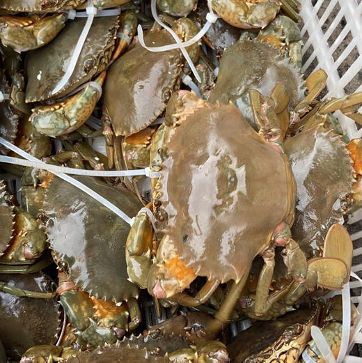 〔象山码头直发包邮17〕码头海鲜野生梭子蟹/鲳鱼/带鱼/深海黄鱼/野生花蛤/海钓鲷鱼/红膏青蟹/芒种虾皮/带膏小管/泥蛏子/斑节虾/翡翠鲍鱼/章鱼/琵琶虾/皮皮虾/小船红虾/墨鱼干 商品图14