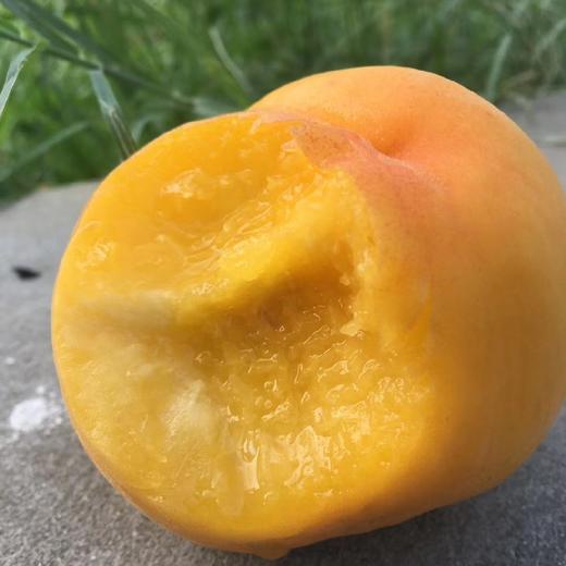 枣阳黄金蜜黄桃 5斤礼盒装 可放软吃