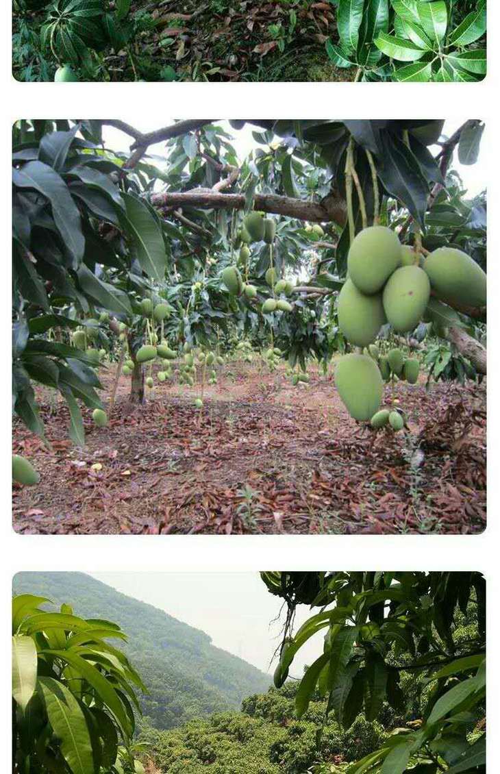 产地直供云南大青芒果肉细腻甜蜜果汁