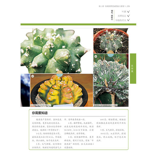 1200种多肉植物图鉴：珍藏版 商品图7