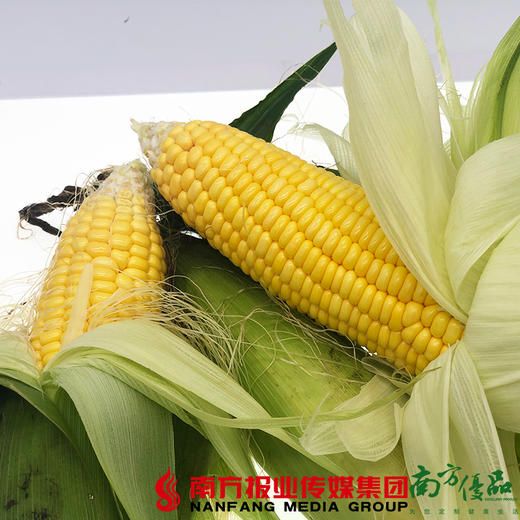 【珠三角包邮】连州泰玉玉米 （8月15日到货） 商品图0