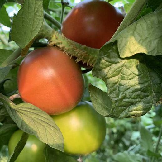 助农山东海阳大黄筋西红柿农家现摘番茄自然成熟鲜嫩爽口