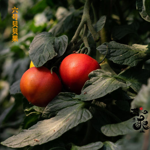 吉爽有味番茄 味浓多汁 适合生吃 自然成熟 大小不一/西红柿 商品图6