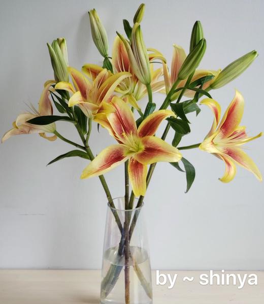 百合-皇冠-三头-10枝/扎 商品图0