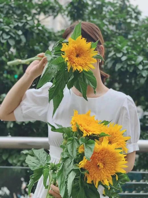 泰迪向日葵【你来人间一趟，你要看看太阳】简小姐精选 超萌毛茸茸A级重瓣泰迪向日葵 2枝/束  2束包邮 48小时发货 商品图1