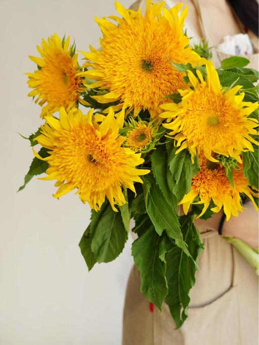 泰迪向日葵【你来人间一趟，你要看看太阳】简小姐精选 超萌毛茸茸A级重瓣泰迪向日葵 2枝/束  2束包邮 48小时发货 商品图8