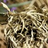 188     景谷白毫银针●银芽贡沱●送绸布茶刀●纯手工炒制，芽毫完整，满身披毫，毫香清鲜，汤色清澈 商品缩略图2