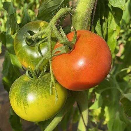 北京包邮丽妃蜜水果番茄20个装354斤装左右黄金酸甜比糖度高于8比普通