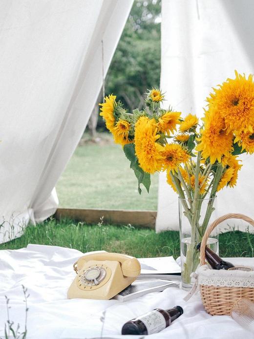 泰迪向日葵【你来人间一趟，你要看看太阳】简小姐精选 超萌毛茸茸A级重瓣泰迪向日葵 2枝/束  2束包邮 48小时发货 商品图11