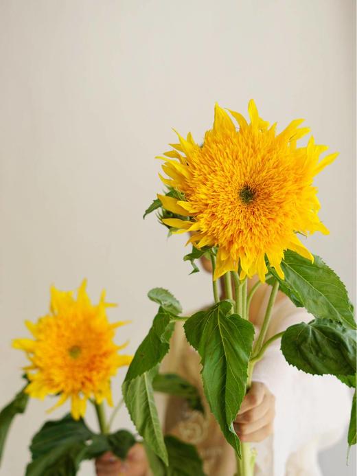 泰迪向日葵【你来人间一趟，你要看看太阳】简小姐精选 超萌毛茸茸A级重瓣泰迪向日葵 2枝/束  2束包邮 48小时发货 商品图7