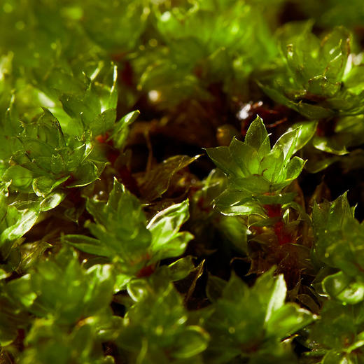 植物图鉴·翡翠莲花藓【no.029】