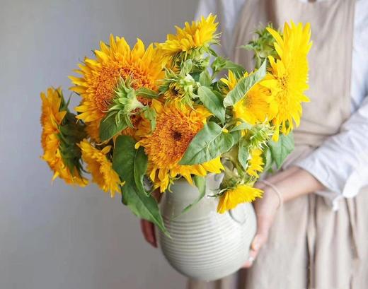 泰迪向日葵【你来人间一趟，你要看看太阳】简小姐精选 超萌毛茸茸A级重瓣泰迪向日葵 2枝/束  2束包邮 48小时发货 商品图4