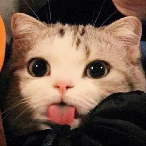 【批发】宠物产品零售产品 商品图0