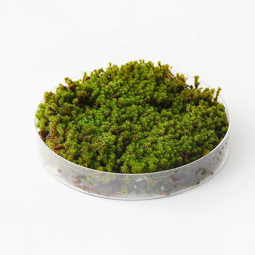 植物图鉴·星星藓【no.029】 - 植治爱好者