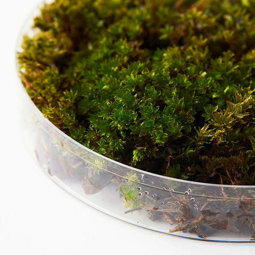 植物图鉴·翡翠莲花藓【no.029】