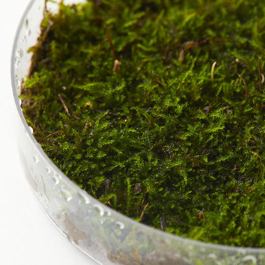 植物图鉴短绒藓no019