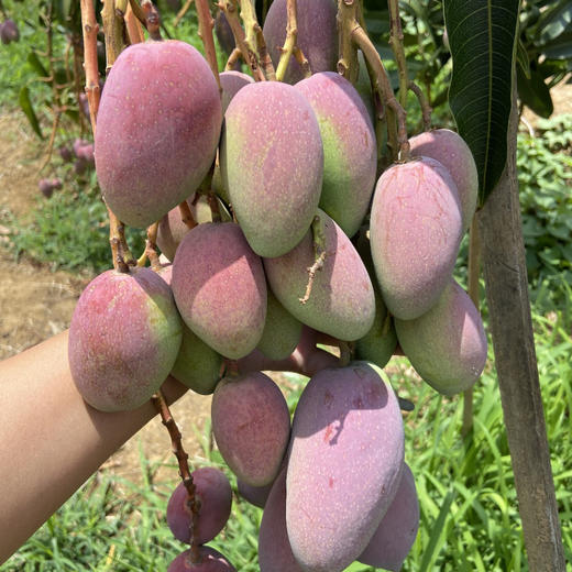 四川攀枝花小贵妃芒果口感细腻香甜多汁核薄如纸来自北纬26度的甜蜜