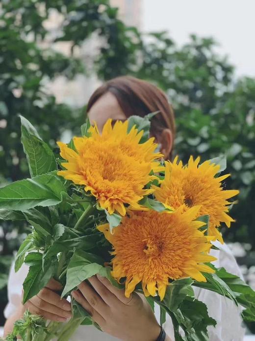 泰迪向日葵【你来人间一趟，你要看看太阳】简小姐精选 超萌毛茸茸A级重瓣泰迪向日葵 2枝/束  2束包邮 48小时发货 商品图2