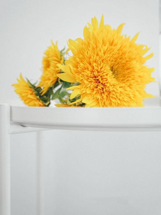 泰迪向日葵【你来人间一趟，你要看看太阳】简小姐精选 超萌毛茸茸A级重瓣泰迪向日葵 2枝/束  2束包邮 48小时发货 商品图9