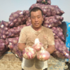 【助销山东紫皮洋葱​】 鲜嫩脆口 盼您相助 商品缩略图3