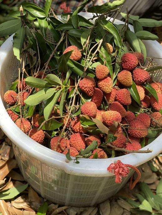 【招财猫桂糯香荔枝】 集合了糯米糍,桂味的味道 肉质厚实,白嫩 甜度