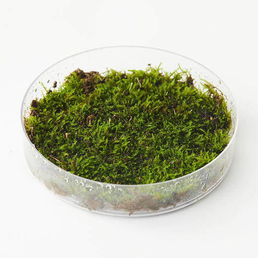 植物图鉴短绒藓no019