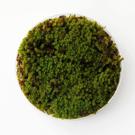 植物图鉴·星星藓【no.029】 - 植治爱好者