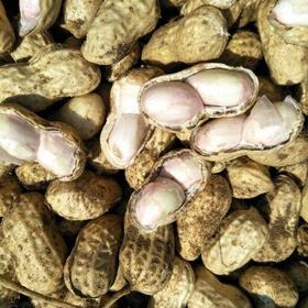 【5.18元2斤】鲜花生（1500232）