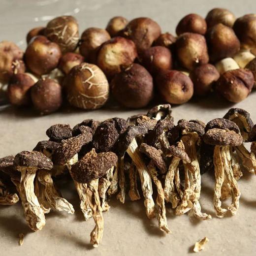 赤松茸干河南赤松茸干180g盒