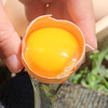 农家五谷喂养 北京油鸡蛋  含卵磷脂  蛋黄个儿大  蛋香醇厚  绵蜜细腻  包邮 30枚 商品缩略图1
