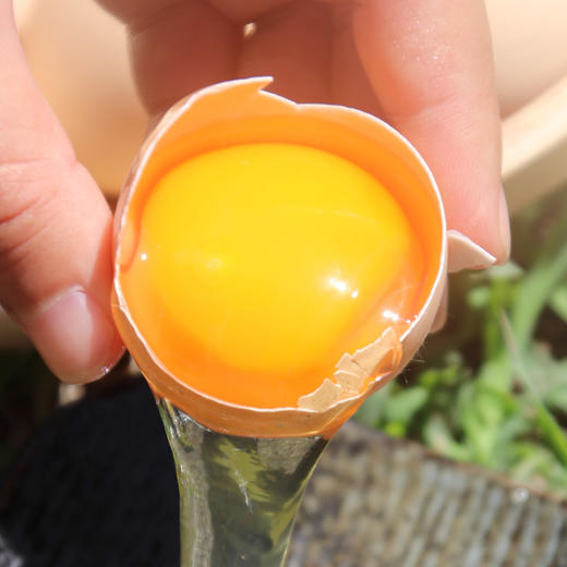 农家五谷喂养 北京油鸡蛋  含卵磷脂  蛋黄个儿大  蛋香醇厚  绵蜜细腻  包邮 30枚 商品图1