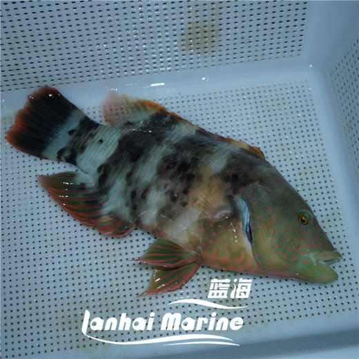 假苏眉 商品图2