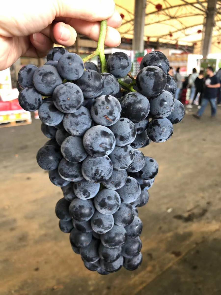 【沪苏浙皖包邮】云南无籽蓝莓葡萄,汁多饱满,纯甜无酸,富含花青素!